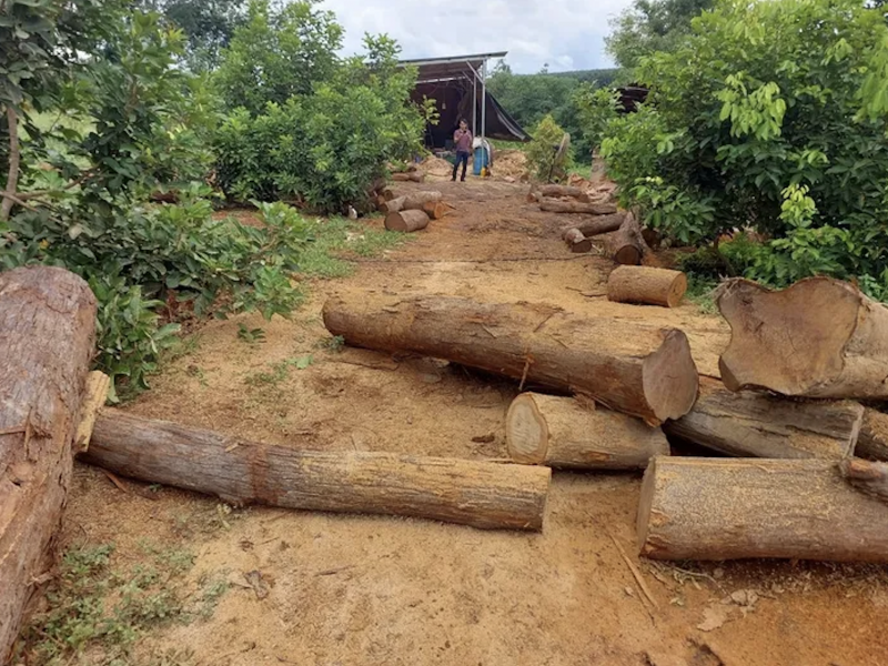 Nhiều lóng gỗ lớn được phát hiện tại huyện biên giới Gia Lai