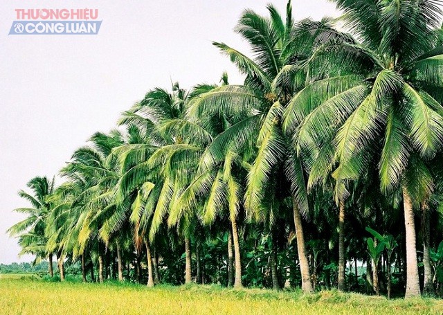 Cùng với Bến Tre, Tam Quan – Hoài Nhơn – Bình Định được mệnh danh là “Quê hương xứ dừa”. Trong ảnh: Một góc rừng dừa Tam Quan.