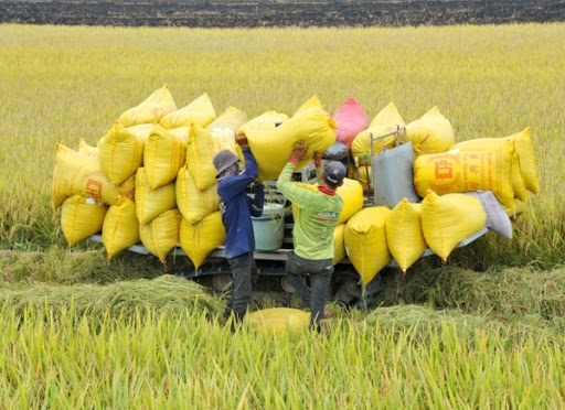 Xuất khẩu gạo hoàn toàn có thể “cán đích” 6,3 triệu tấn. Ảnh minh họa, nguồn internet