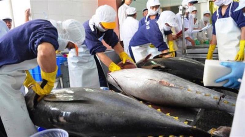 Cá ngừ là mặt hàng xuất khẩu thế mạnh của doanh nghiệp Việt sang Canada