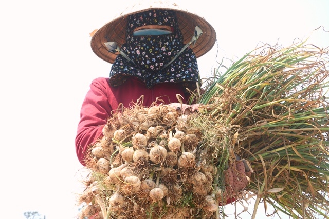 :M&ugrave;a thu hoạch tỏi