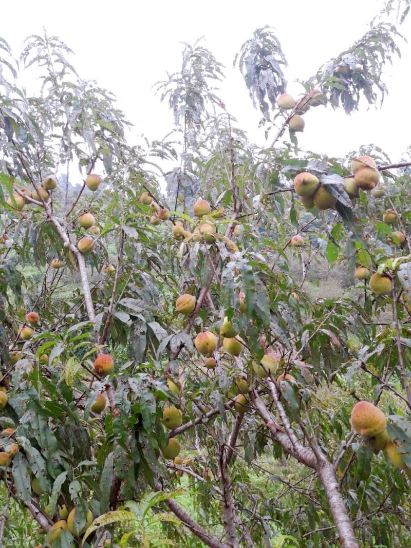 Đào là một loại quả đặc trưng của huyện Ngân Sơn