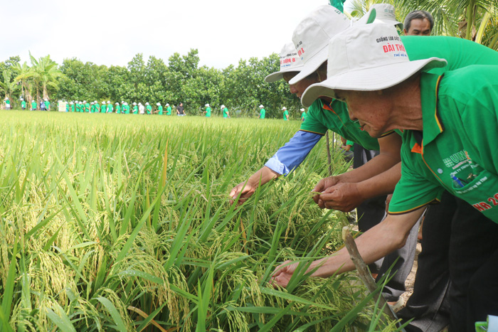 Nông dân tham quan mô hình sản xuất lúa Đài Thơm 8 của Công ty VinaRice Ảnh: Việt Tiến