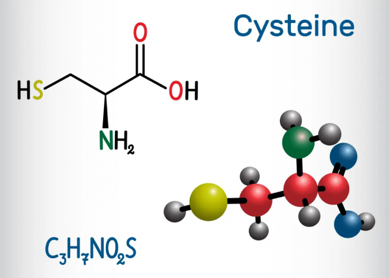 N-acetyl-L-cysteine giúp giảm đau bụng kinh, ức chế sự phát triển của tế bào lạc nội mạc tử cung