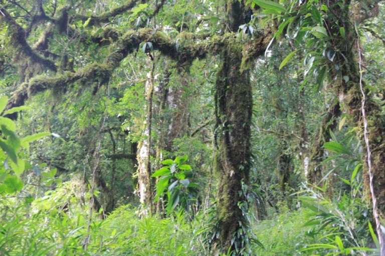 Cận cảnh những gốc cây chè ở rừng chè cổ thụ này có tuổi thọ hàng nghìn năm tuổi ở độ cao trên 1.500m. Phong thổ, Lai Châu