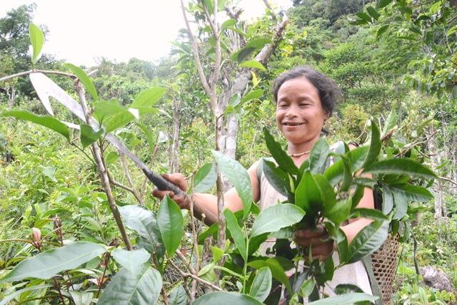 Người dân thu hoạch chè