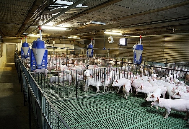 Vĩnh Phúc xây dựng vùng chăn nuôi tập trung ứng dụng công nghệ cao