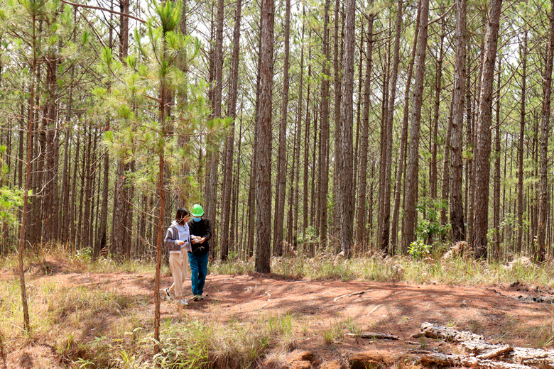Nhiều diện tích rừng trồng thông 3 lá trên địa bàn tỉnh đã đủ điều kiện khai thác