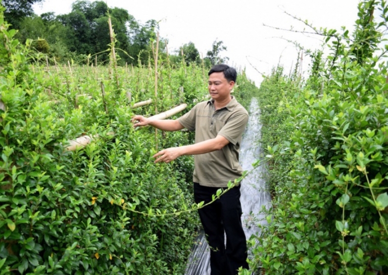 OCOP Nghệ An, nhiều sản phẩm dược liệu có số lượng đi cùng chất lượng