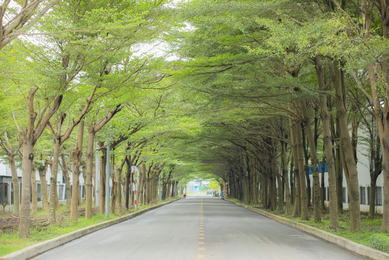 Công tác cây xanh cảnh quan được KCN Thành Thành Công quan tâm chăm sóc thường xuyên, tạo một diện mạo xanh - sạch - đẹp, thân thiện với môi trường