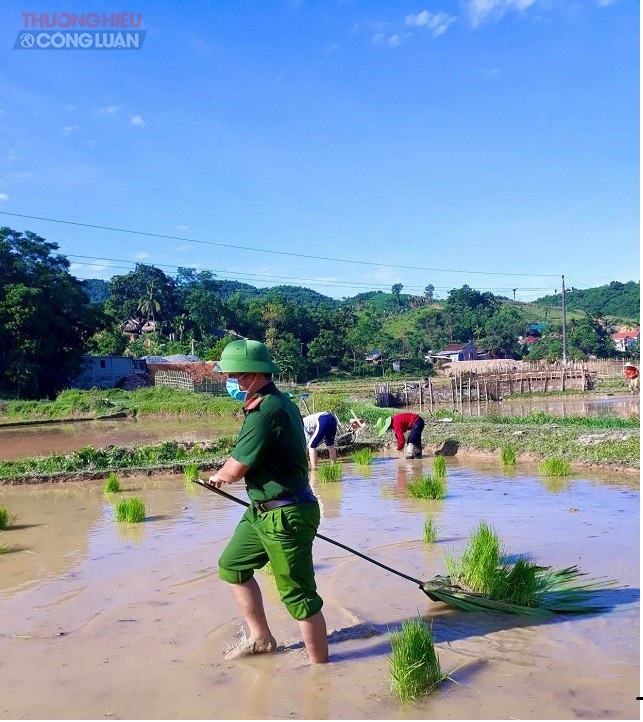Công an Thanh Hóa lội bùn giúp dân cấy lúa giữa đại dịch Covid-19