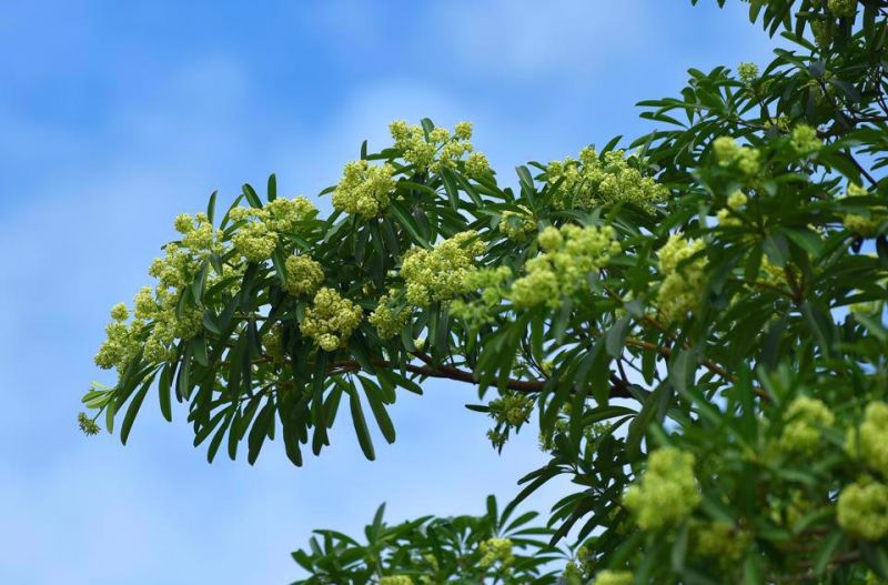 Dự báo thời tiết hôm nay, ngày 15/10: Hà Nội ngày nắng; nhiều địa phương mưa to, rất to