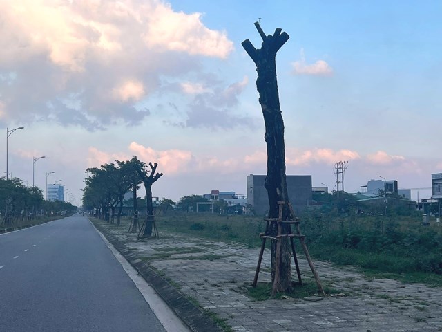 Cây xanh được trồng lại sau bão tại đường Nguyễn Tất Thành nối dài( Khu đô thị sinh thái Golden Hills) Cây xanh được trồng lại sau bão tại đường Nguyễn Tất Thành nối dài( Khu đô thị sinh thái Golden Hills)