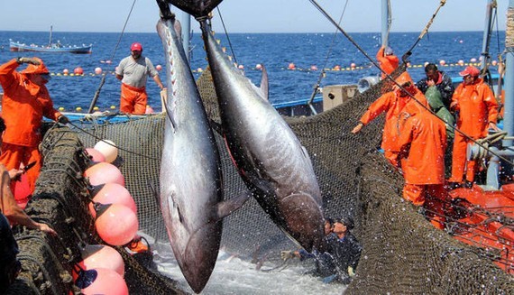 Xuất khẩu cá ngừ sang Trung Đông tăng cao nhất trong 5 năm qua. Ảnh minh họa, nguồn internet