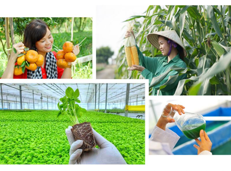 Sản phẩm xanh, nông sản hữu cơ Việt Nam chinh phục thị trường EU