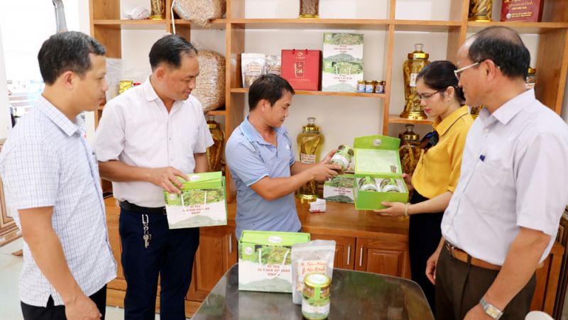 Thành viên HTX Sản xuất và tiêu thụ sâm Nam núi Dành Liên Chung giới thiệu sản phẩm trà nụ hoa sâm Nam núi Dành