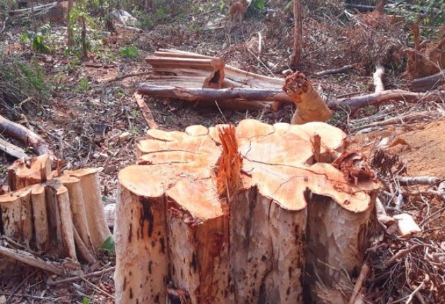 Một vụ phá rừng xảy ra trên lâm phần quản lý của Công ty TNHH MTV Lâm nghiệp Ia H'Drai