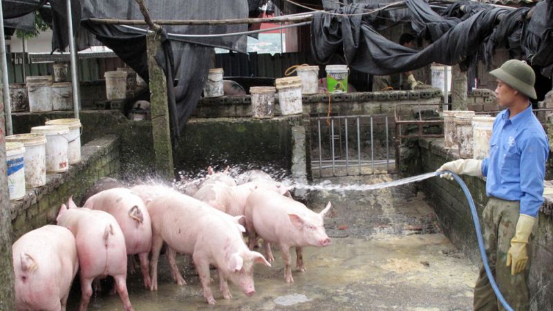 Giá heo hơi hôm nay 22/10: Đi ngang tại các tỉnh thành