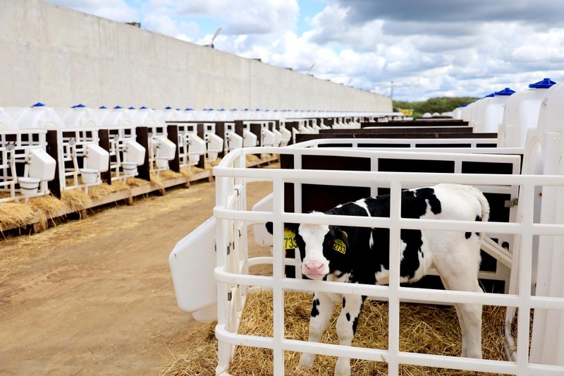 Hiện đàn bò sữa của TH tại Nga quy mô 2.500 con và dự kiến tăng thêm 2.000 con nữa trong thời gian tới