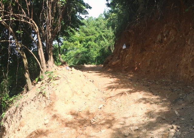 San ủi rừng Hải Vân trái phép, một doanh nghiệp bị phạt 50 triệu