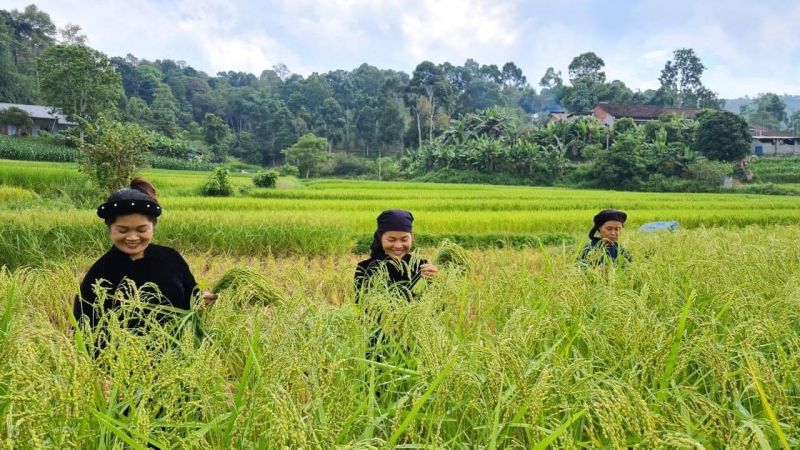 Mẻ cốm thơm ngon được làm từ những bông lúa nếp non Mẻ cốm thơm ngon được làm từ những bông lúa nếp non