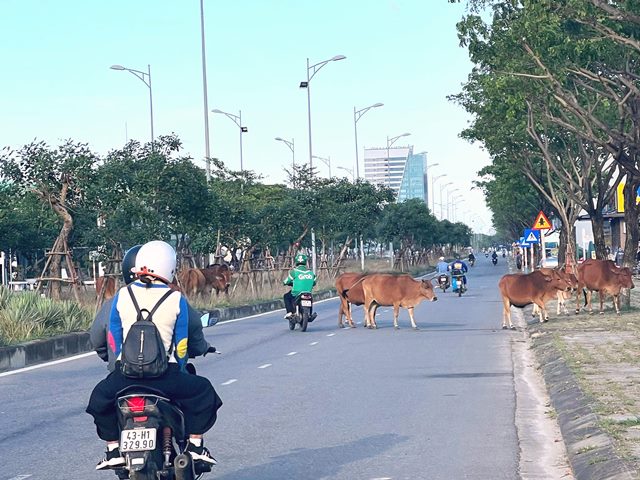 Đoạn đường Nguyễn Tất Thành (nối dài KĐT Golden Hills)