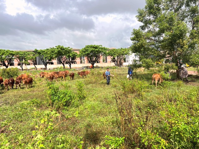 Lực lượng chức năng phường Hòa Hiệp Nam, quận Liên Chiểu ra quân xử lý bò thả rông tại khu đô thị sinh Golden Hills