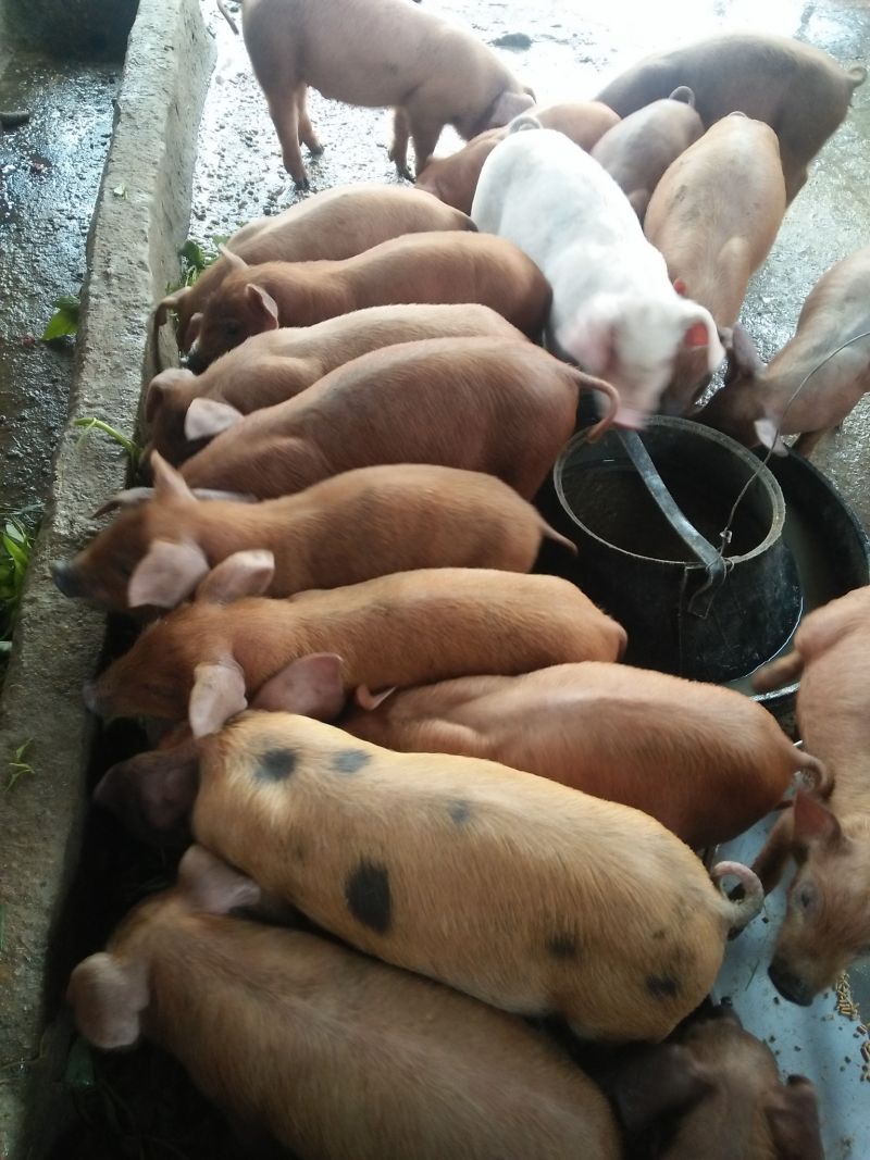 Thanh Hoá đẩy mạnh hoàn thành công tác tiêm phòng gia súc, gia cầm