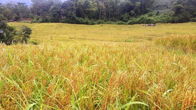 Cánh đồng lúa nếp Cay Nọi ở xã Quang Chiểu đang chuẩn bị thu hoạch.