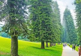 Cây thông tươi nhập khẩu từ Châu Âu có giá gần chục triệu đồng/cây