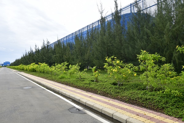 Hàng phi lao chắn gió, trồng sát hàng rào có lưới chăn bụi của kho than, cạnh đường đi suống cảng của nhà máy.