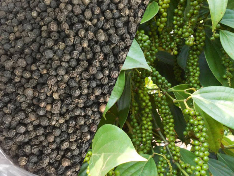 Giá tiêu hôm nay, ngày 20/11: Giá tiêu trong nước giảm 500 đồng/kg