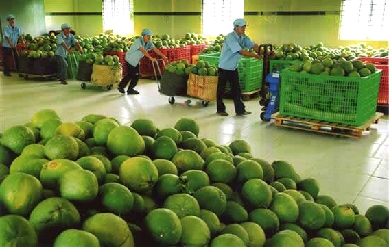 Chanh, bưởi, nhãn, khoai lang hiện diện ở thị trường nước ngoài như thế nào?