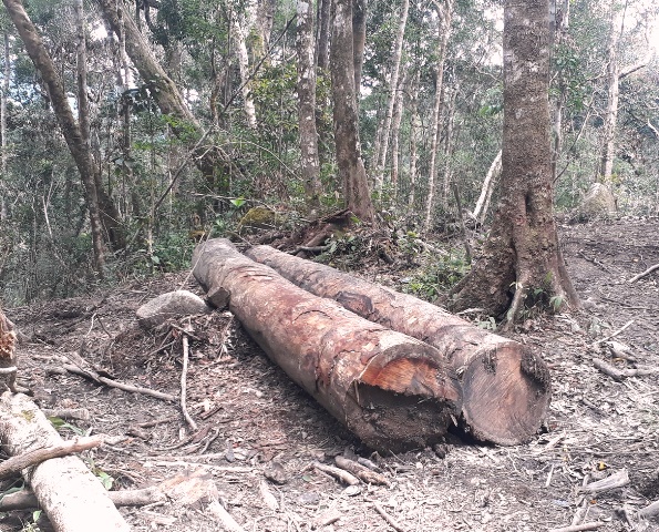Một vụ phá rừng năm 2019 tại lâm phần do Công ty TNHH MTV Lâm nghiệp Kon Plông quản lý