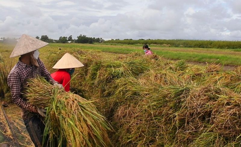 Việc thu hoạch, bảo quản, tiêu thụ lúa của nông dân ở huyện Thới Bình đang gặp nhiều khó khăn.