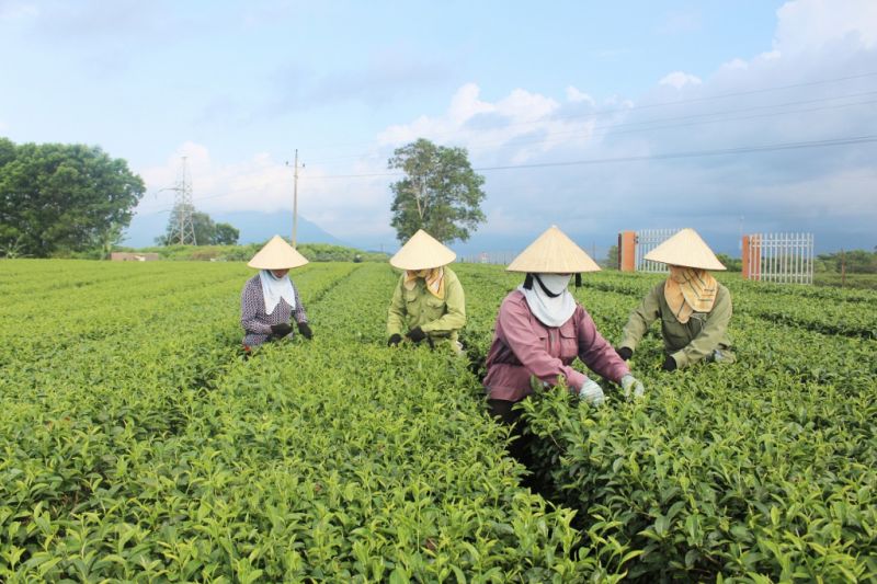 Nông dân xã Quảng Long, huyện Hải Hà thu hoạch chè