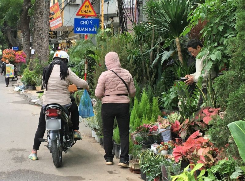 Thị trường cây tùng mùa giáng sinh: Người bán không dám nhập hàng vì sợ “ế”