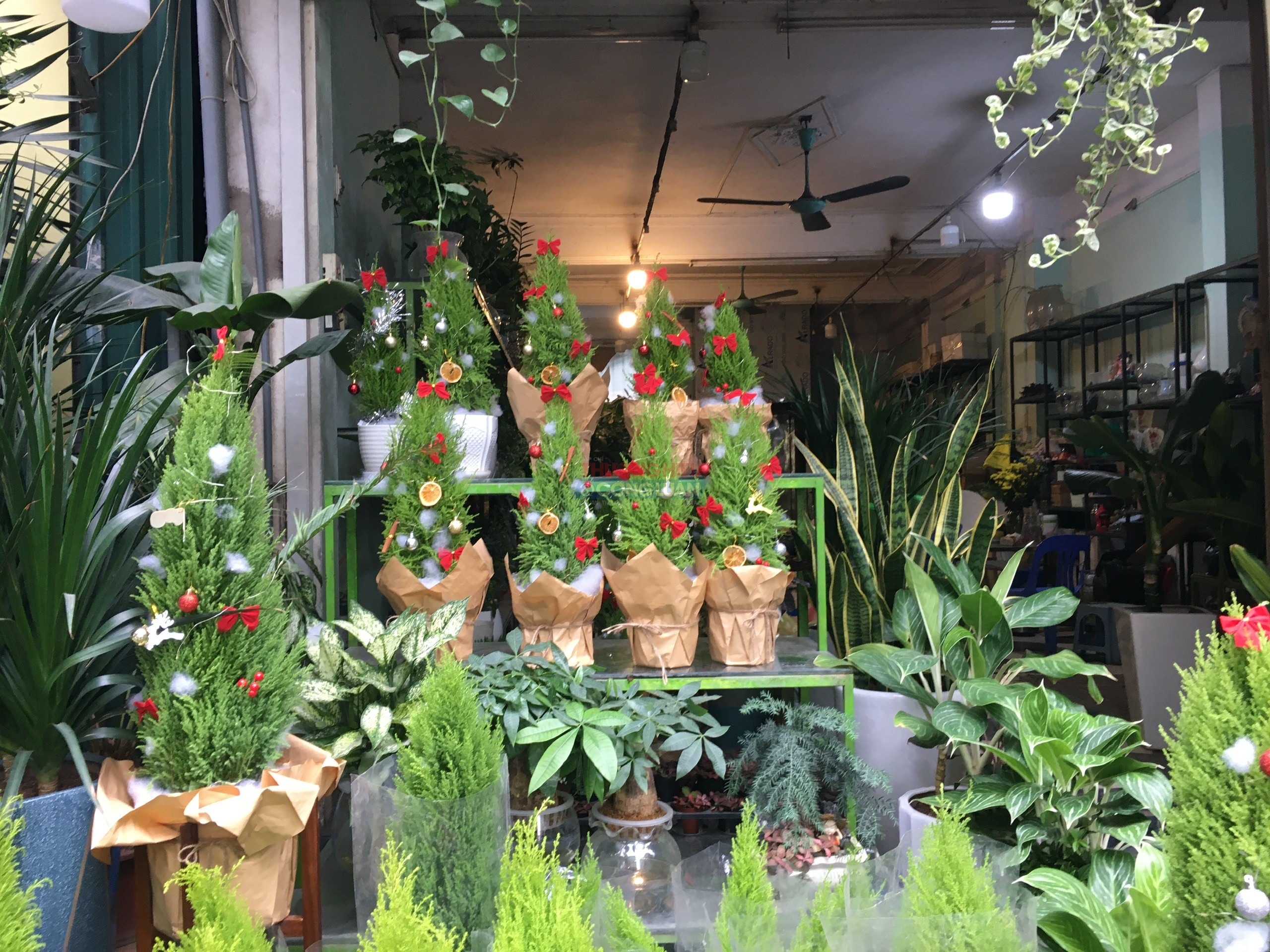 Các cửa hàng bán cây tùng trên phố Hoàng Hoa Thám rơi vào cảnh vắng khách