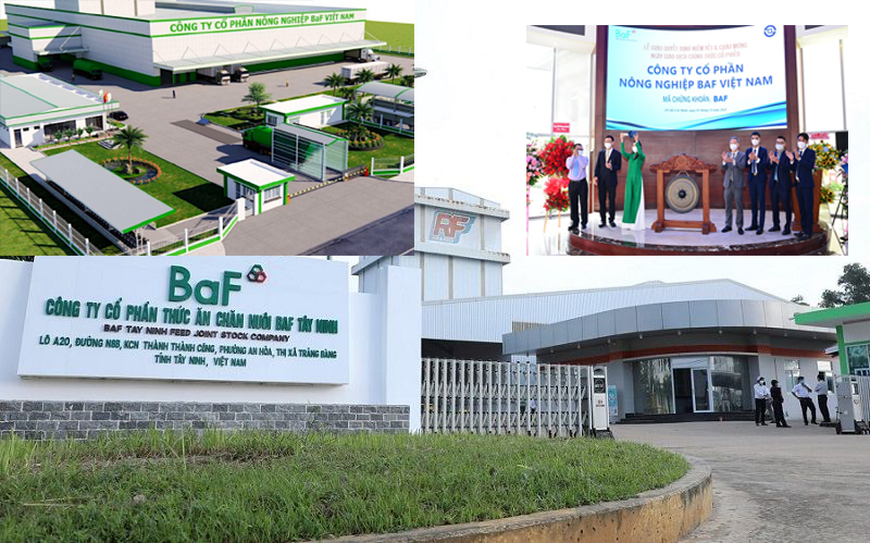 Thương hiệu BaF chăn nuôi và hy vọng Top 3 về chuỗi hoàn thiện 3F