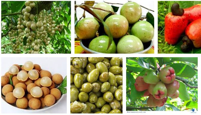 12 loại trái cây chủ lực vùng Đồng bằng sông Cửu Long ước đạt 4,15 triệu tấn năm 2022