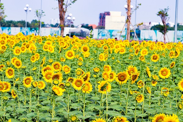 Vườn hoa hướng dương tại bán đảo Van Phuc City là vườn hoa hướng dương lớn nhất tại TP. HCM