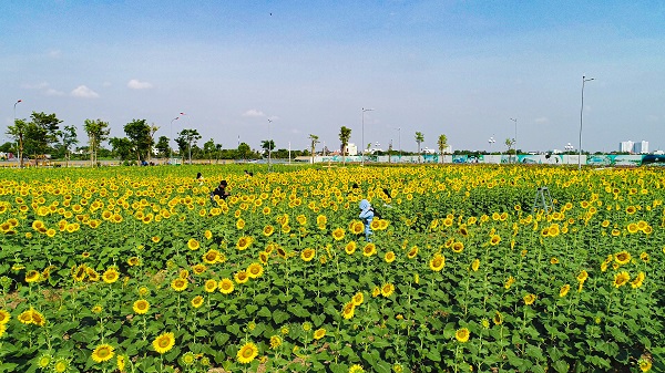 Vườn hoa hướng dương tại bán đảo Van Phuc City là điểm đến lý tưởng cho giới trẻ dịp noel và năm mới 2023