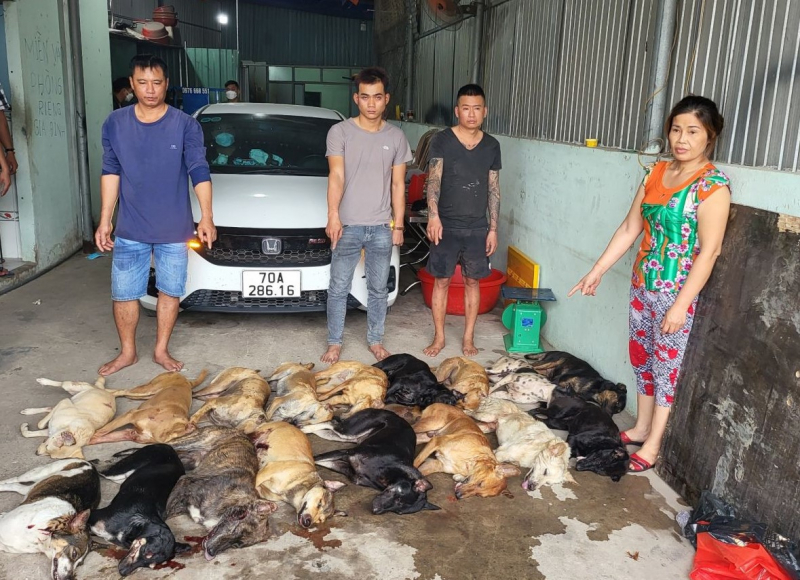 Số lượng chó thu giữ trên xe ô tô di chuyển từ Tây Ninh đến Long An.
