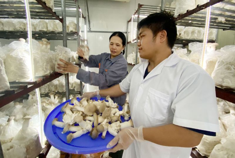 Thu hoạch nấm đùi gà tại Công ty cổ phần Tư vấn xây dựng và Thương mại Toàn Cương, xã Quang Châu (Việt Yên).