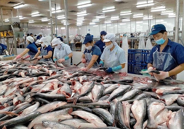Xuất khẩu cá tra năm 2022 dự kiến lập kỷ lục trên 2,4 tỷ USD. Ảnh minh họa