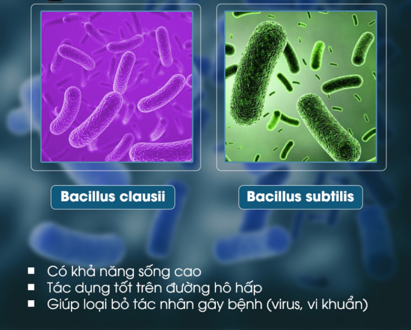 Bacillus clausii, Bacillus subtilis được bào chế dưới dạng vi nang sẽ sống lâu hơn và đem lại hiệu quả cao hơn