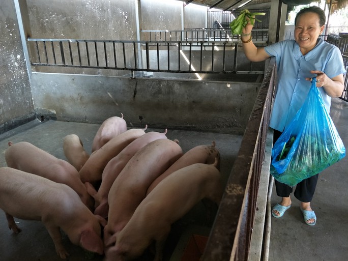 Giá heo hơi hôm nay 01/01/2023: Trung bình 53.000 đồng/kg