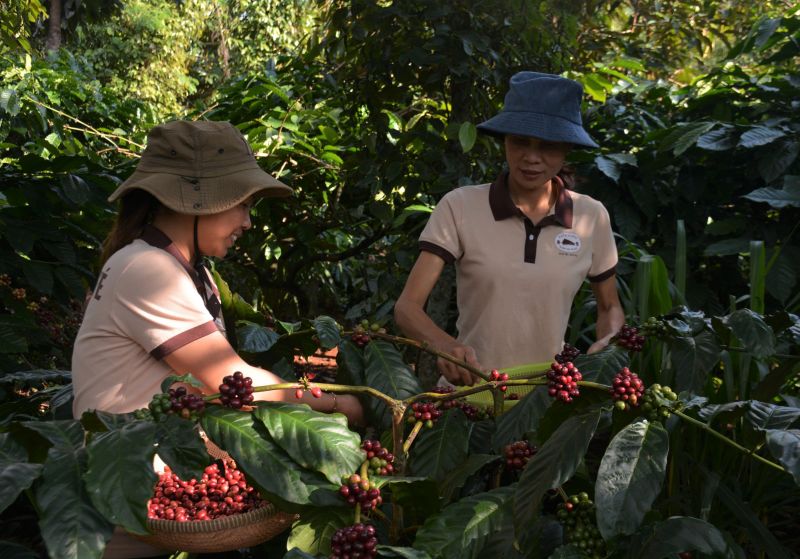 Nông dân Đắk Lắk thu hái cà phê