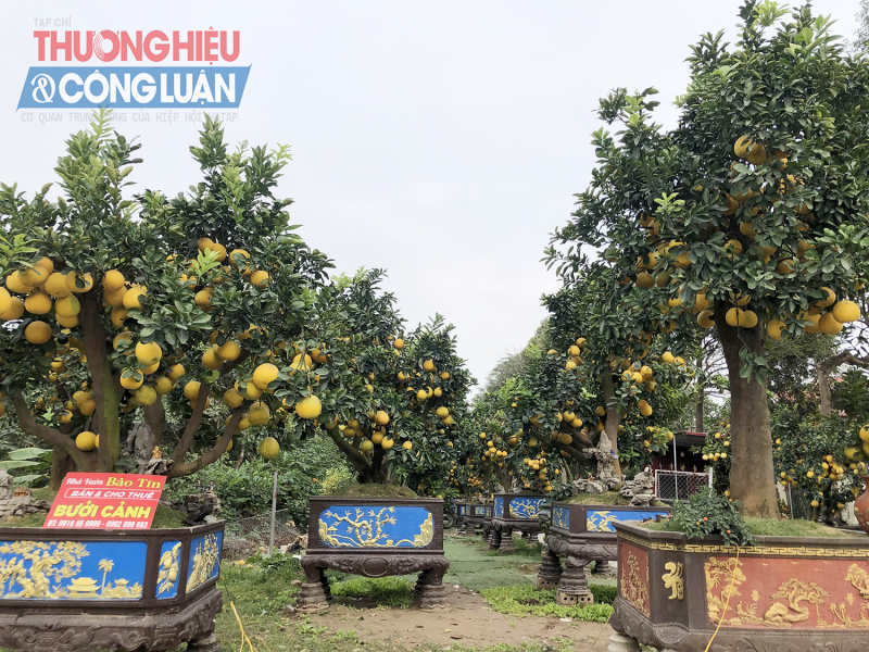 Là đầu mối cung cấp bưởi cảnh lớn cho khắp các tỉnh từ Bắc vào Nam, nhiều nhà vườn trồng bưởi tại Văn Giang (Hưng Yên) có những gốc bưởi giá trị lên tới cả vài trăm triệu đồng.