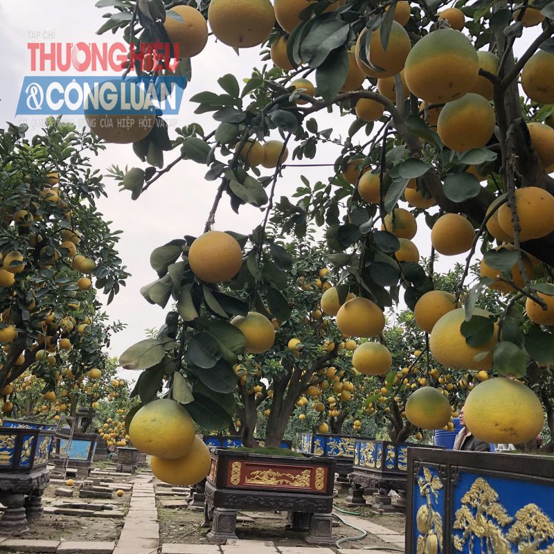 Khám phá bưởi ‘đẹp - độc - lạ’ được săn đón trước Tết